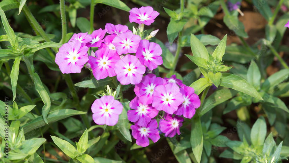 Seasonal Flowers Seasonal Flowers