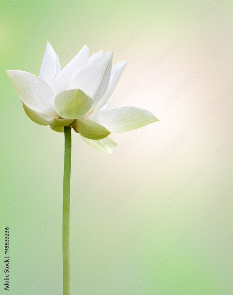 Fototapeta premium fleur de lotus