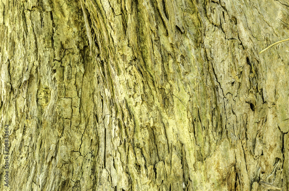 Obraz premium bark of tree background and texture