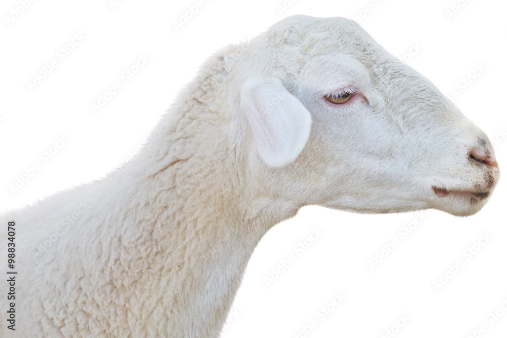 Obraz premium sheep