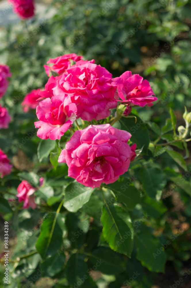 Beautiful pink rose in a garden. 