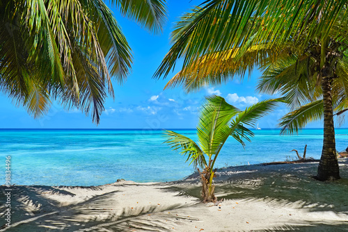 Obraz na płótnie Sandy Caribbean Beach with Coconut Palm Trees and Blue Sea w salonie