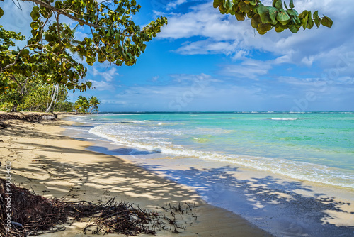 Fototapeta Naklejka Na Ścianę i Meble -  Sandy Caribbean Beach with Coconut Palm Trees, Clear Water and Blue Sea