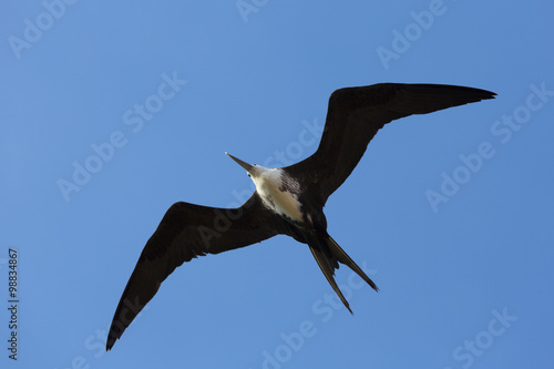 Big bird flying in the blue sky of La Guajira, Colombia © piccaya