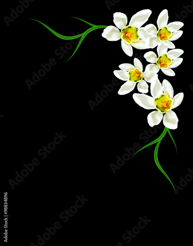 snowdrop flower isolated on black background