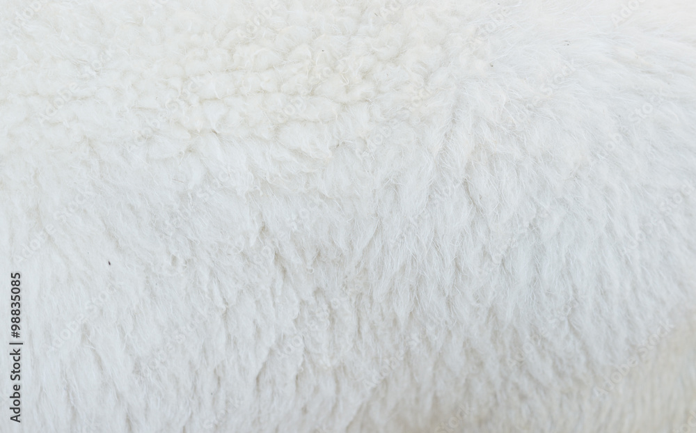 sheep wool sheep wool
