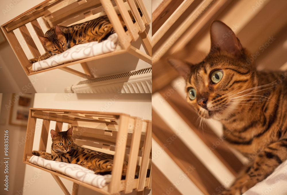 Katze auf Heizung Katze in Ikea Kiste Stock Photo | Adobe Stock