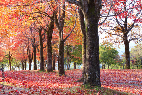 秋の木立