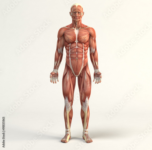 Muscular system photo