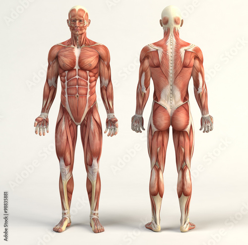Obraz na plátne Muscular system