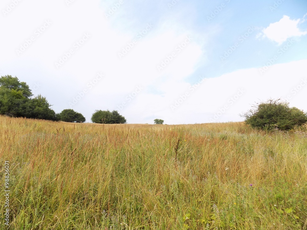 Fototapeta premium Meadow, forest and sky