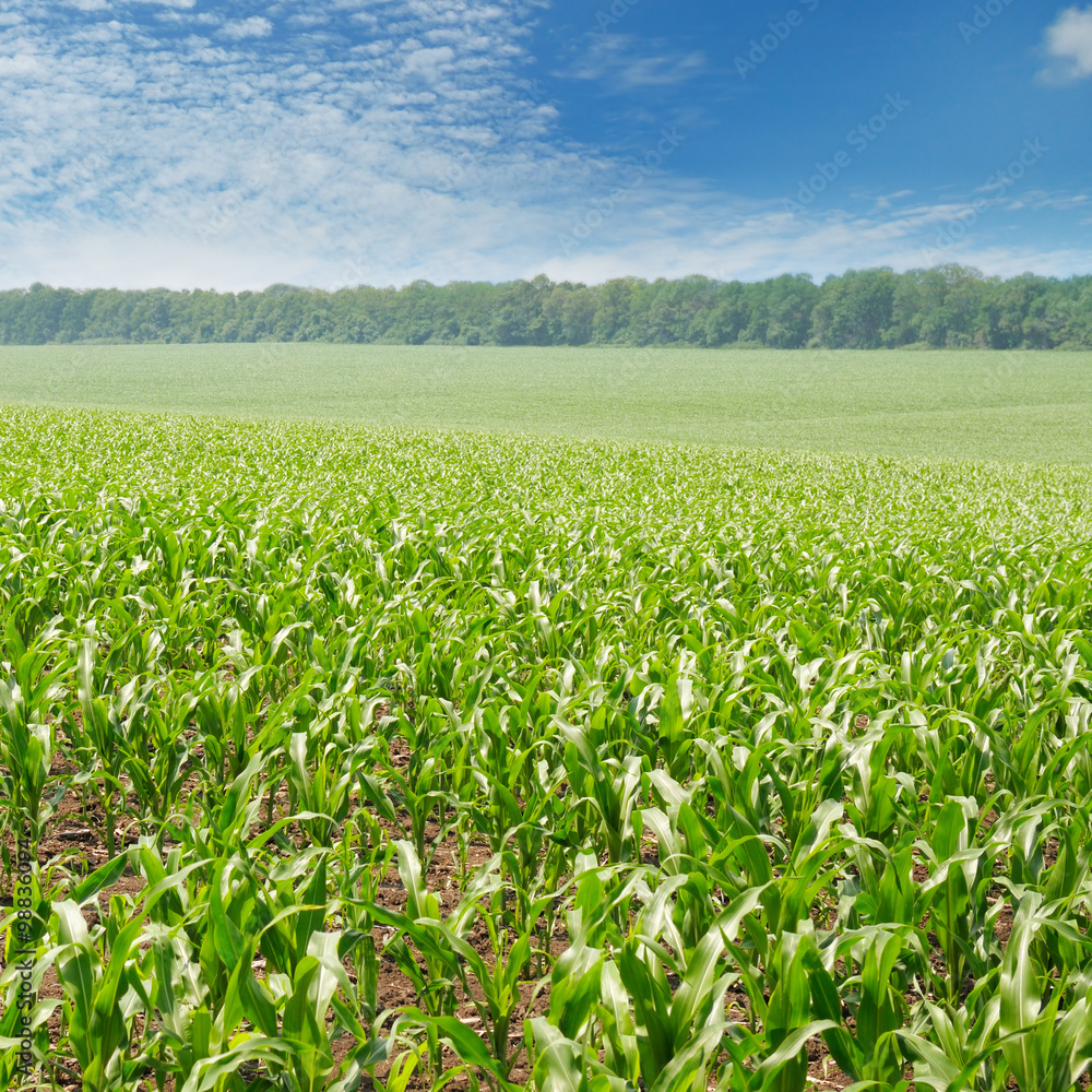 green corn field and blue sky green corn field and blue sky