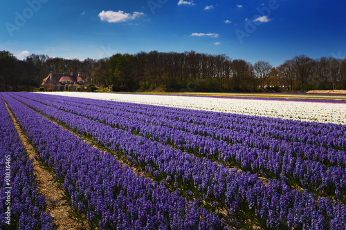 Wallpaper Mural Tulips field in Holland Torontodigital.ca