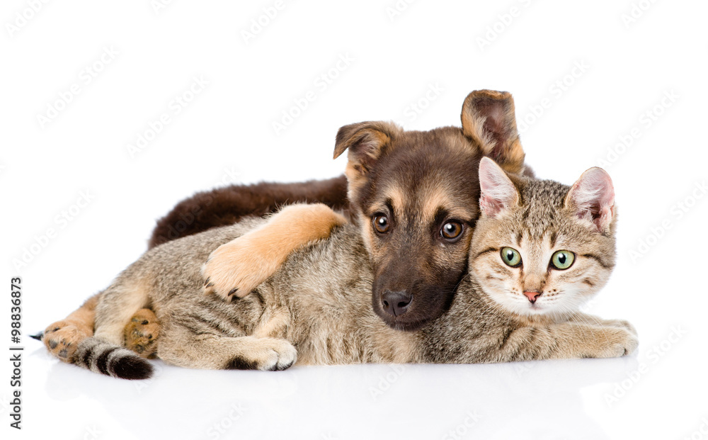 Obraz premium tabby cat and sad dog with Santa Claus hat. isolated on white ba