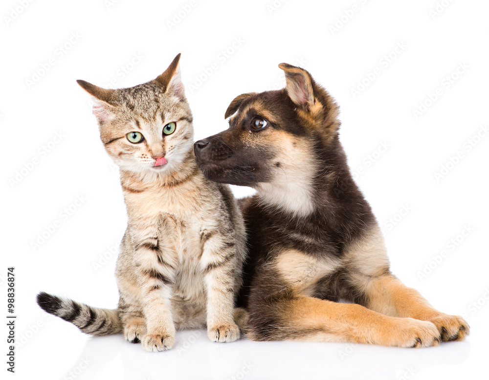 Puppy sniffs cat. isolated on white background Puppy sniffs cat. isolated on white background