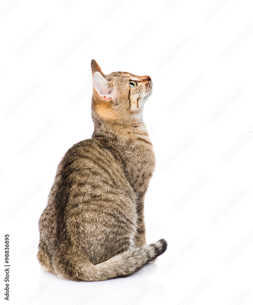 Fototapeta premium tabby cat looking up. isolated on white background