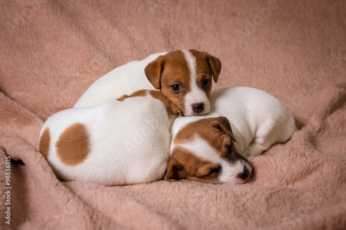 Jeck russell terrier