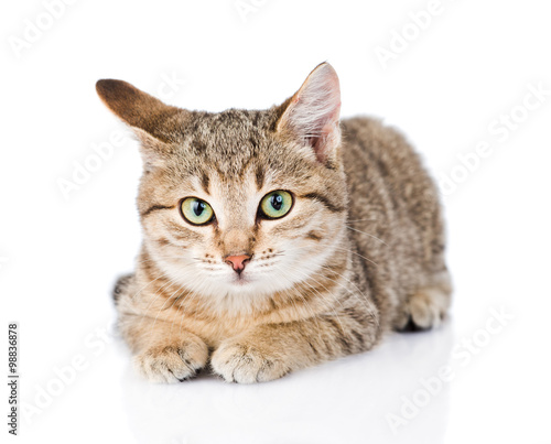 cat lying in front and looking at camera. isolated on white back