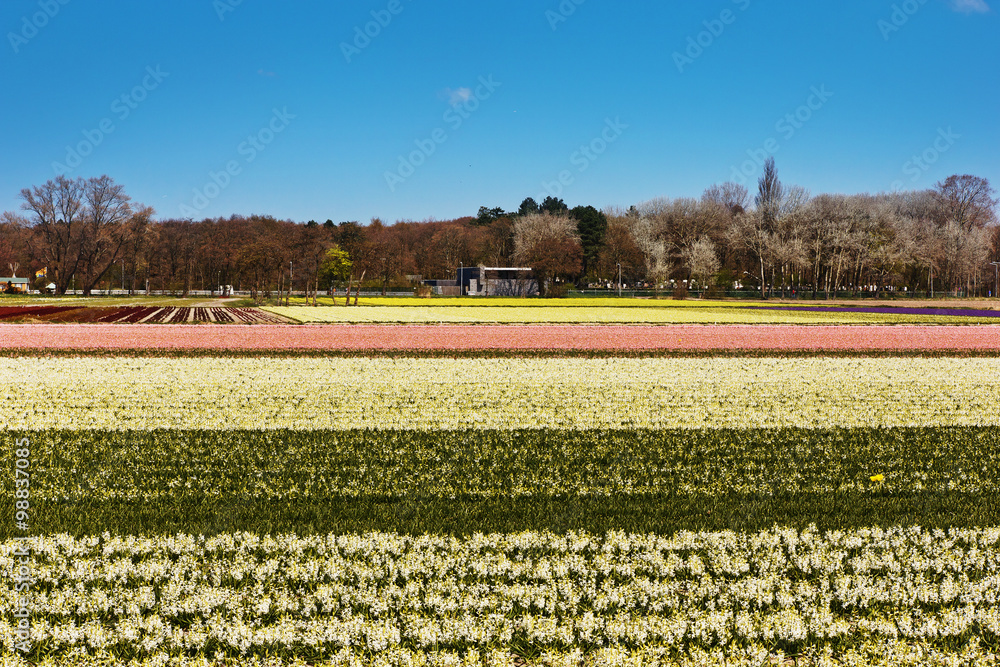 Tulips field in Holland