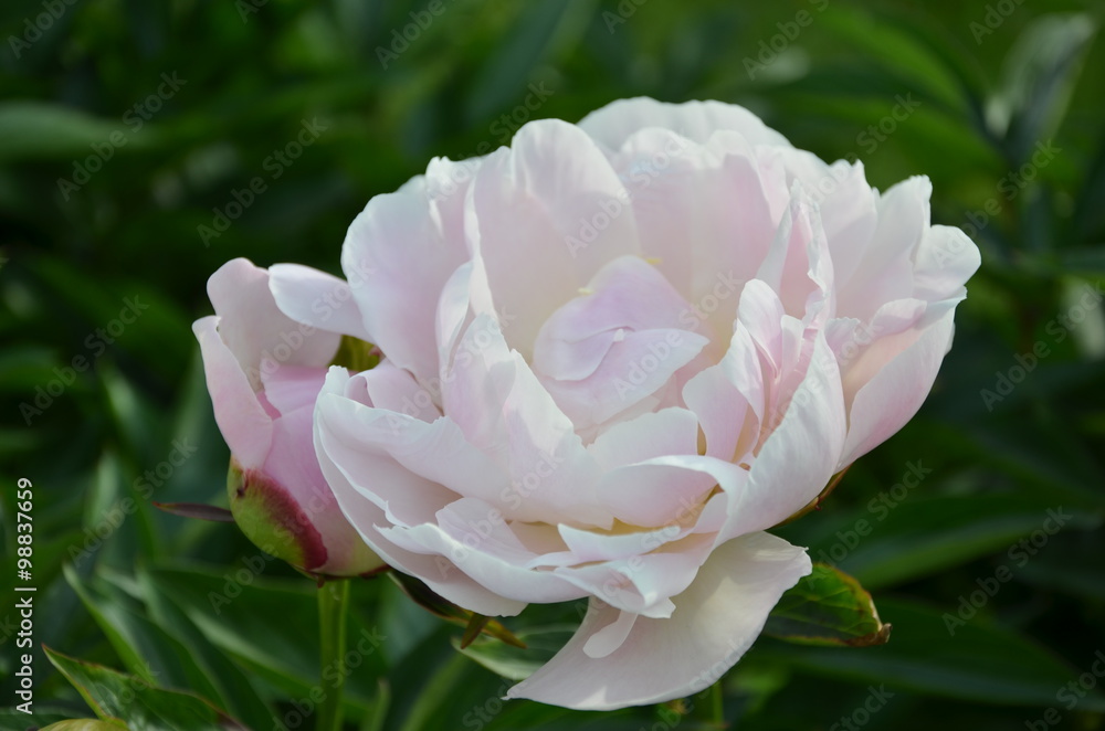 Blooming white peony flower in the garden 
