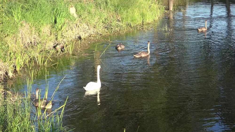 Parent swan with grown fledglings on lake water in beautiful evening sunlight. Birds family. Static shot. 4K
