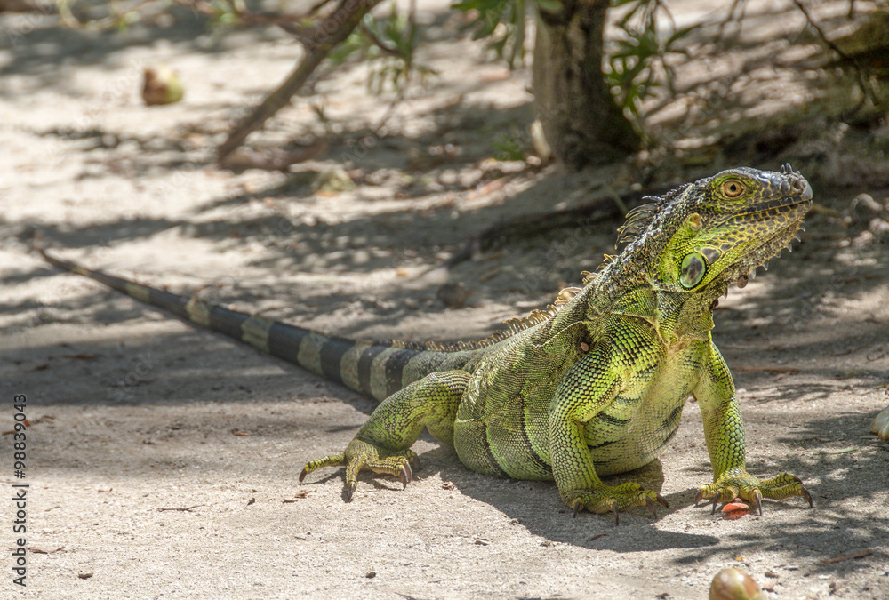 Obraz premium Caribbean Iguana