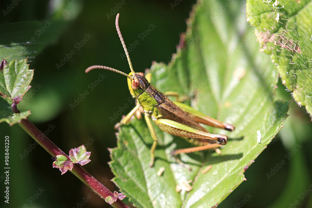 Grasshopper Grasshopper
