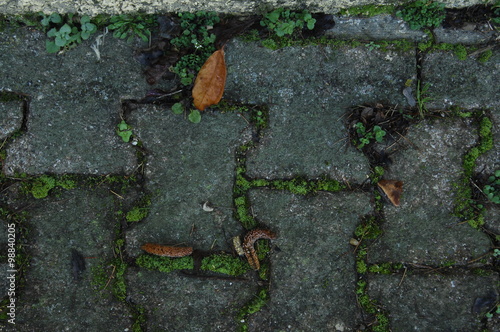 pavés et nature végétale