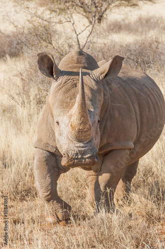 Southern White Rhino