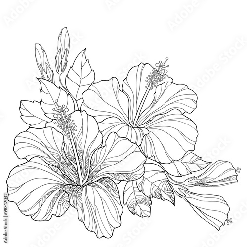 Bouquet with ornate Chinese Hibiscus or Hibiscus rosa-sinensis and leaves isolated on white background. Flower symbol of Hawaii. photo