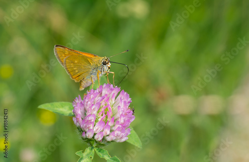 Skipper (Hesperiidae) butterfly sucking nectar on flowering wild clover