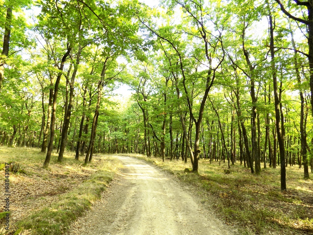 Road in deciduous forest Road in deciduous forest