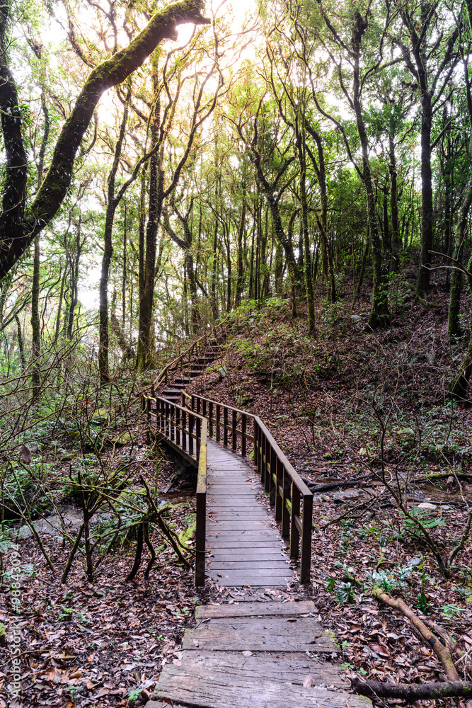 Wooden footpath nature trail at Doi Inthanon National Park in Chiang Mai, Thailand. Wooden footpath nature trail at Doi Inthanon National Park in Chiang Mai, Thailand.