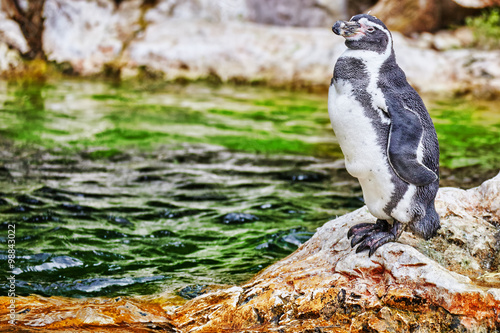 Jackass Penguin in its natural habitat in nature.