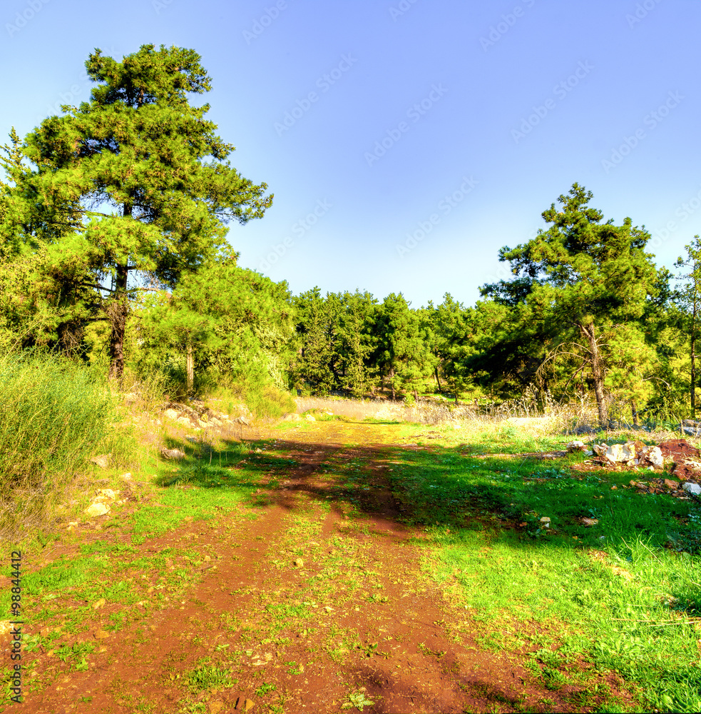 Fototapeta premium The road in the woods