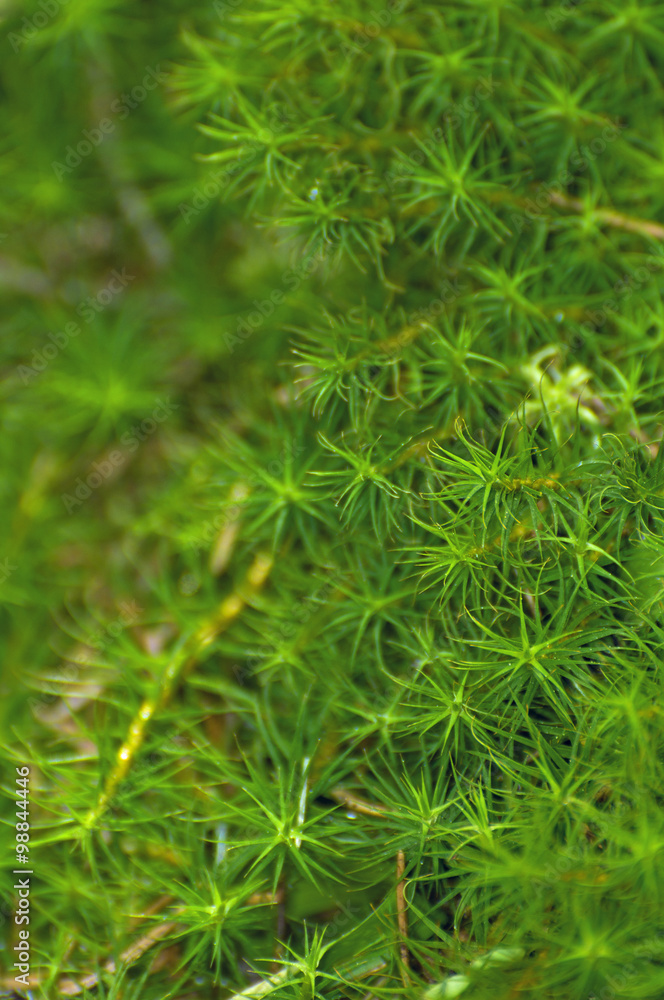 Moss Moss