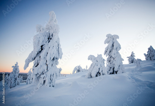 Wallpaper Mural Winter in Lapland Finland Torontodigital.ca