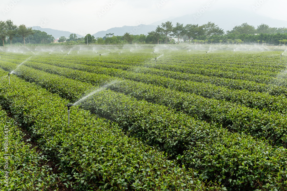 Water supply for green tea farm