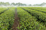 Watering with sprinkler of green tea farm