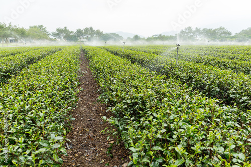 Watering with sprinkler of tea farm in TaiTung, TaiWan