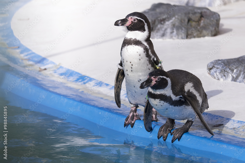 Obraz premium 動物園のペンギン