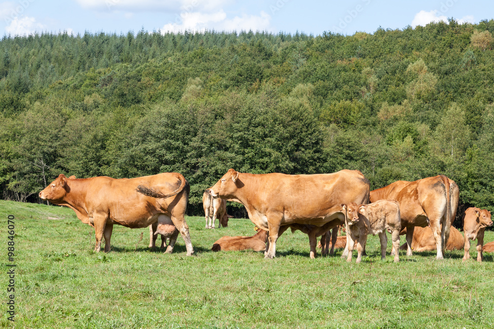 Breeding herd of Limousin beef cows with calves in a green forested pasture in evening light, profile view Breeding herd of Limousin beef cows with calves in a green forested pasture in evening light, profile view