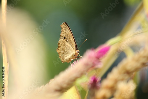 Wallpaper Mural One Butterfly Torontodigital.ca