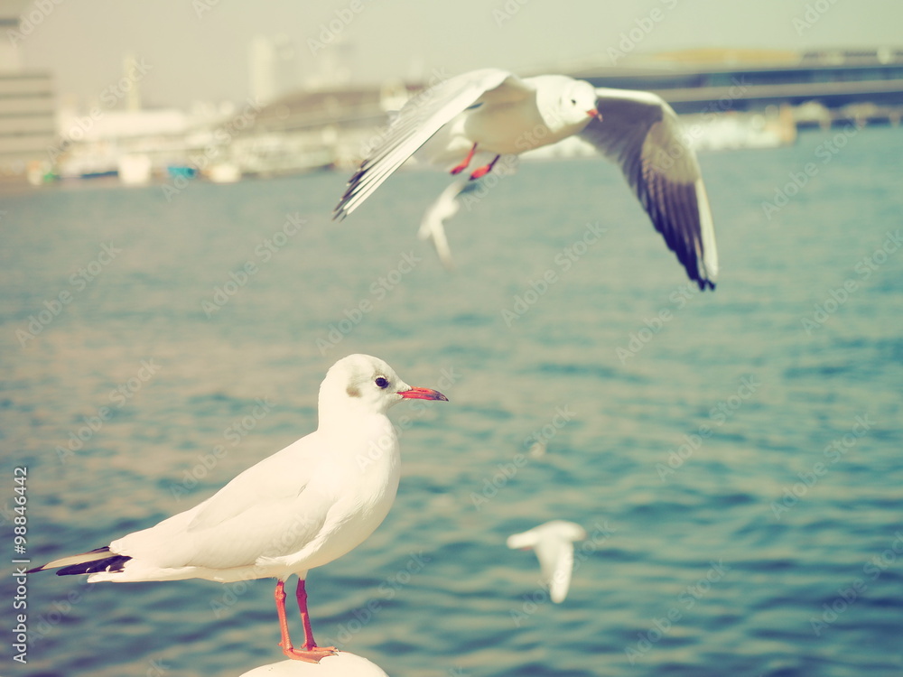 Fototapeta premium 止まるカモメ