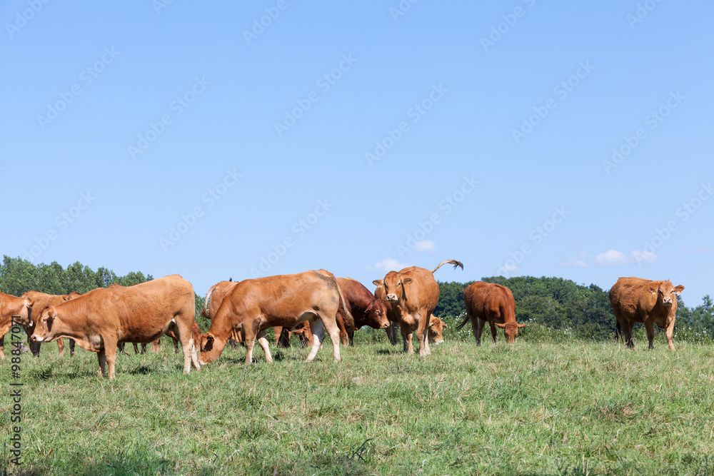 Herd of Limousin beef cattle with cows and a bull grazing in a sunny  summer pasture