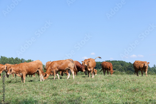 Herd of Limousin beef cattle with cows and a bull grazing in a sunny summer pasture