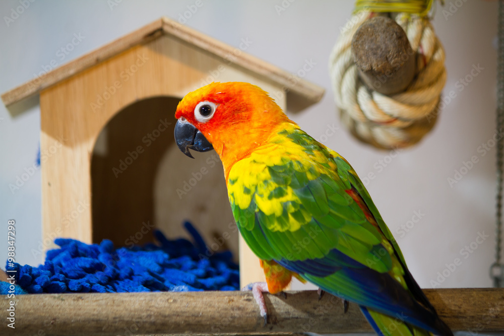 Fototapeta premium Beautiful sun conure playing in front of bird house