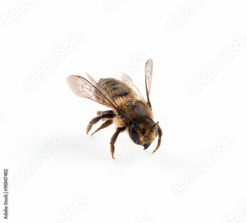 Bee isolated on the white.