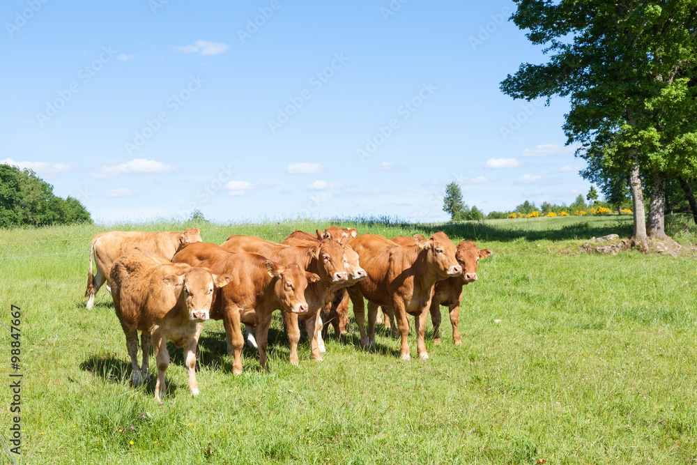 Herd of young Limousin beef cattle in a lush green spring pasture standing in a group Herd of young Limousin beef cattle in a lush green spring pasture standing in a group