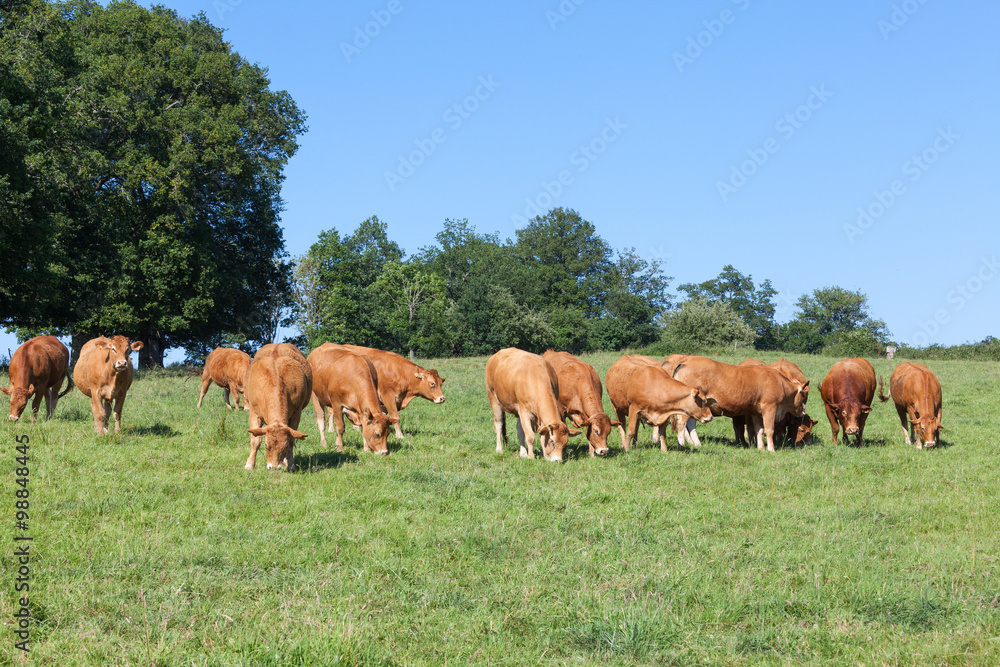 Brown Limousin beef cattle herd with a bull and cows grazing in a spring pasture approaching the camera in a line Brown Limousin beef cattle herd with a bull and cows grazing in a spring pasture approaching the camera in a line